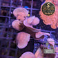 Pavona de Culture WYSIWYG - Cactus PCB101