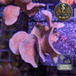 Pavona de Culture WYSIWYG - Cactus Brun PCB103