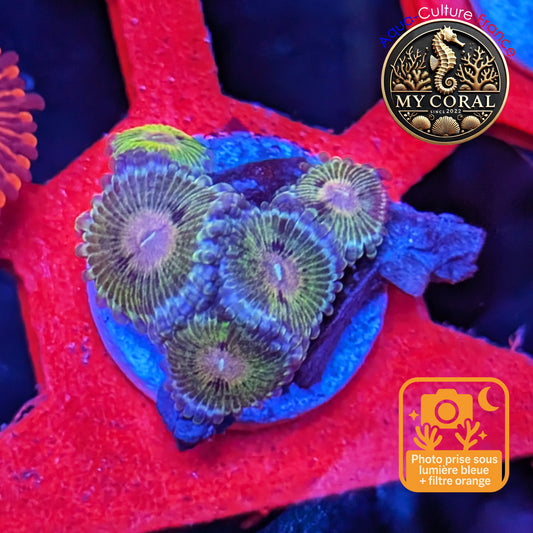 Zoanthus Signature de Culture WYSIWYG - WWC Pink Elephant - Collector - ZPE201
