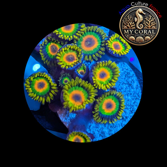 Zoanthus de Culture WYSIWYG - RASTA - ZRT108