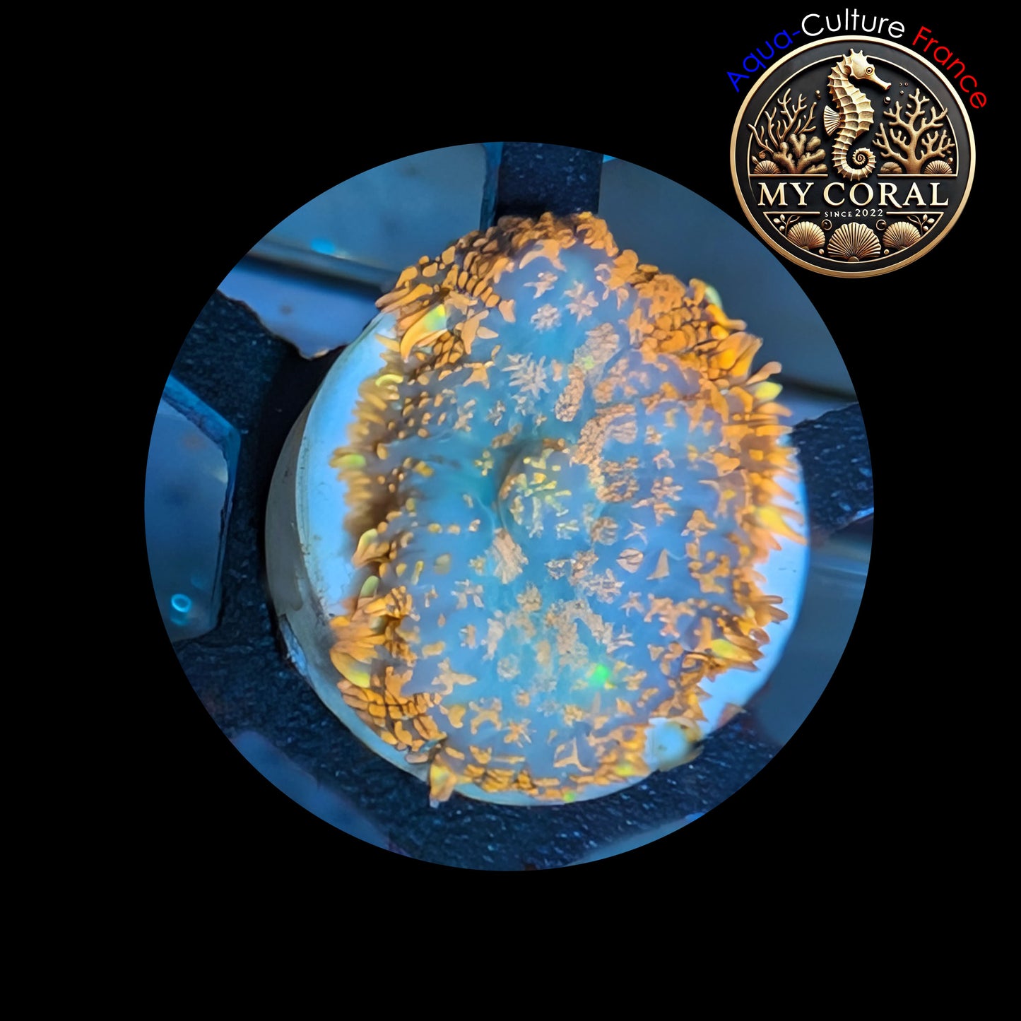 Rhodactis de Culture WYSIWYG-  Fire Forest RFF103