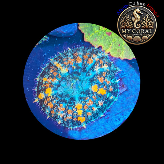 Rhodactis de Culture WYSIWYG-  Sunkist RS102