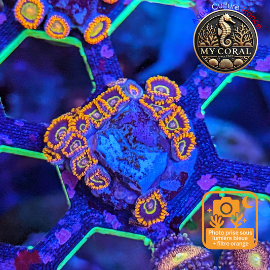 Zoanthus de Culture WYSIWYG - Raimbow Hornet - ZRBHT211