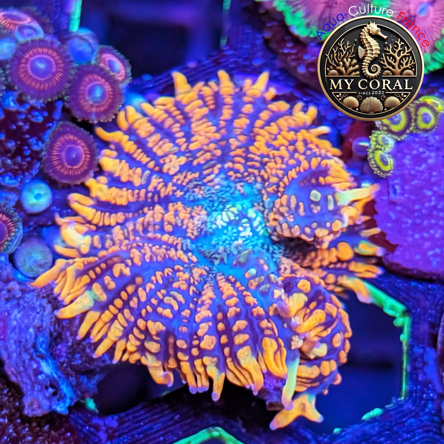 Rhodactis de Culture WYSIWYG-  FIRE FOREST - RFF210