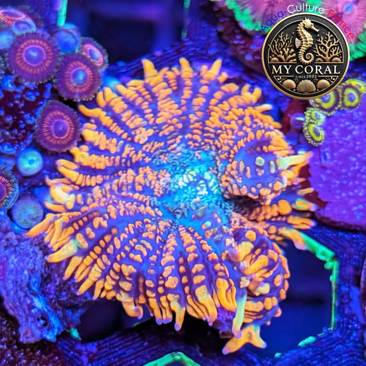 Rhodactis de Culture WYSIWYG-  FIRE FOREST - RFF210