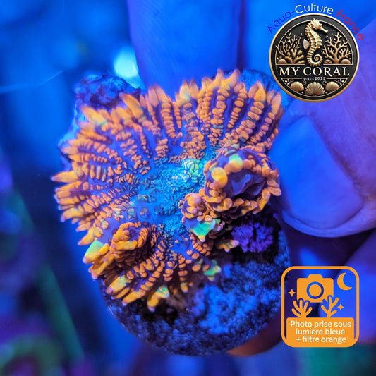 Rhodactis de Culture WYSIWYG-  FIRE FOREST - RFF211