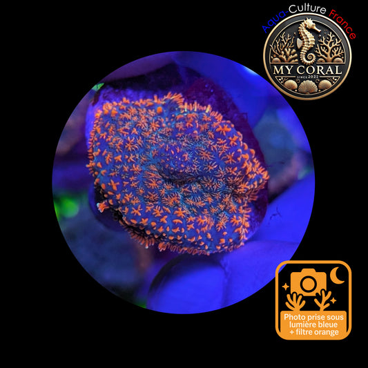 Rhodactis de Culture WYSIWYG-  FIRE FOREST Blue - RFF108