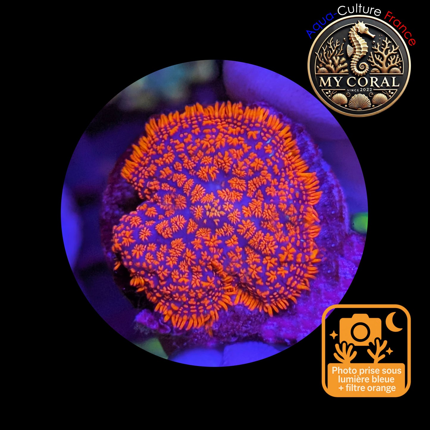 Rhodactis de Culture WYSIWYG-  FIRE FOREST Blue - RFF112