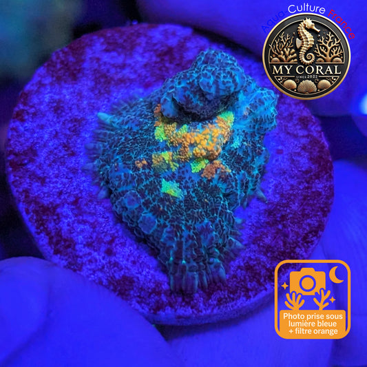 Rhodactis de Culture WYSIWYG- Van Gogh - RVG101