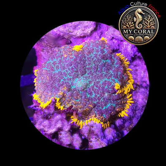Rhodactis de Culture WYSIWYG - Dark Blue Fire RDBF014