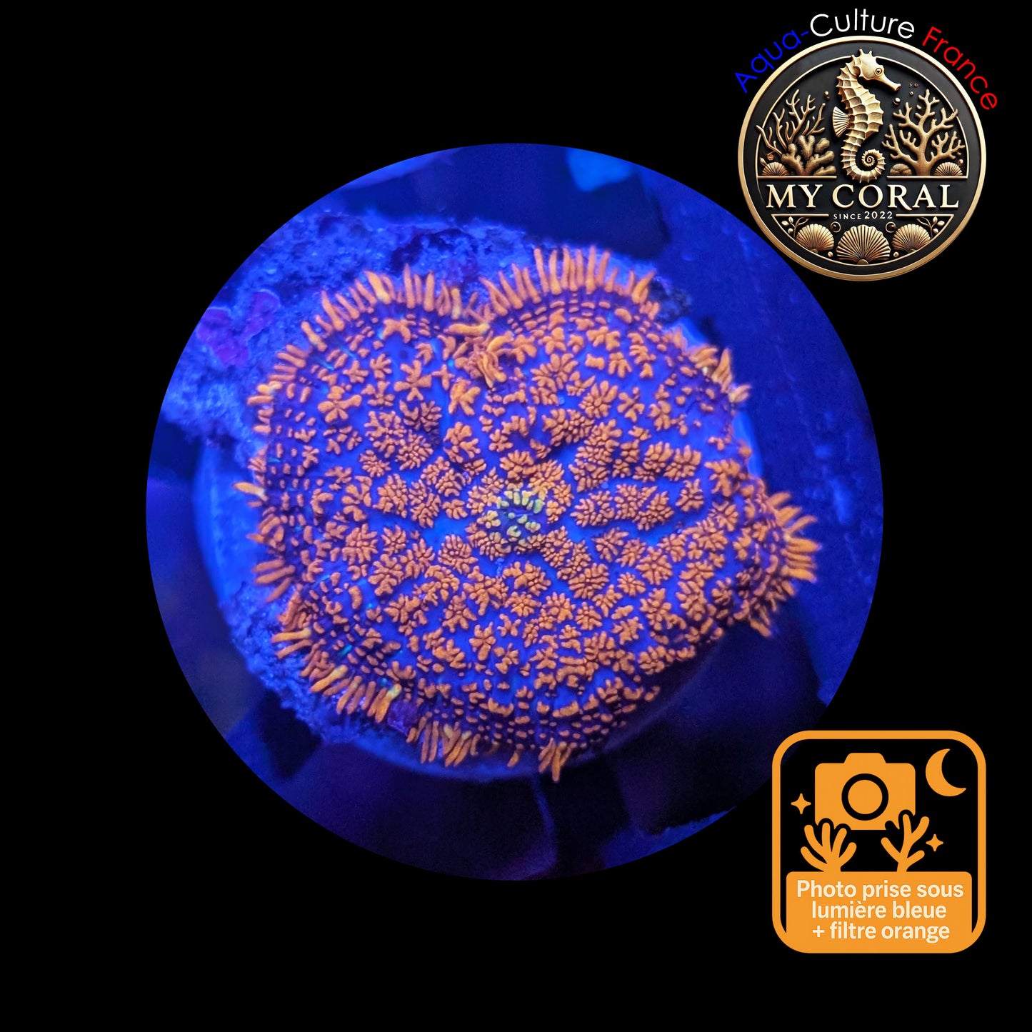 Rhodactis de Culture WYSIWYG-  FIRE FOREST - RFF104