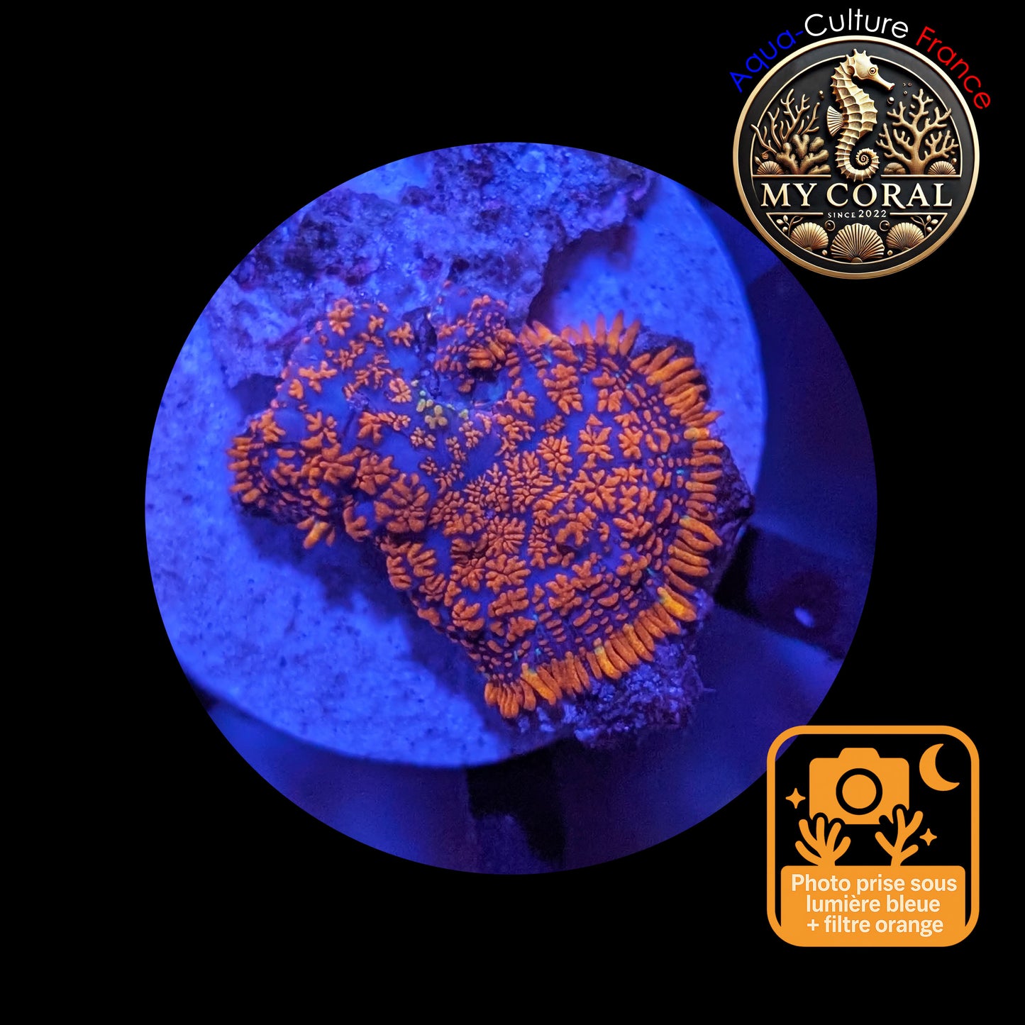 Rhodactis de Culture WYSIWYG-  FIRE FOREST - RFF106