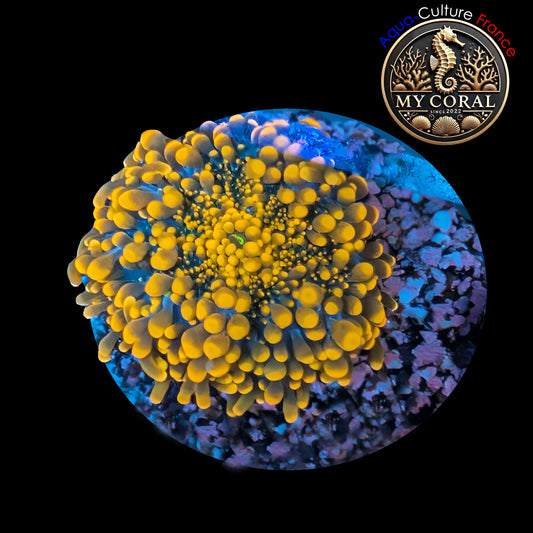 Ricordea Yuma de Culture WYSIWYG-  Yuma Gold RYG101