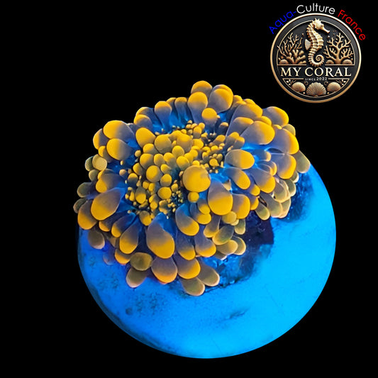 Ricordea Yuma de Culture WYSIWYG-  Yuma Gold RYG105