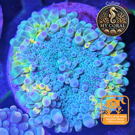 Ricordea Yuma de Culture WYSIWYG-  Yuma JUMBO RAIMBOW RYJR111