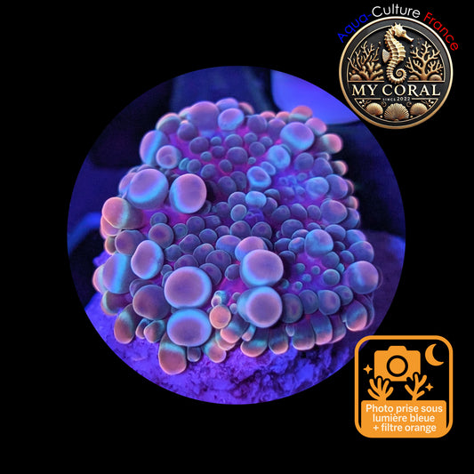 Ricordea Yuma de Culture WYSIWYG-  Yuma JUMBO Gold RAIMBOW RYJR112