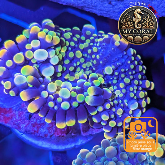 Ricordea Yuma de Culture WYSIWYG-  Yuma JUMBO RAIMBOW RYJR114