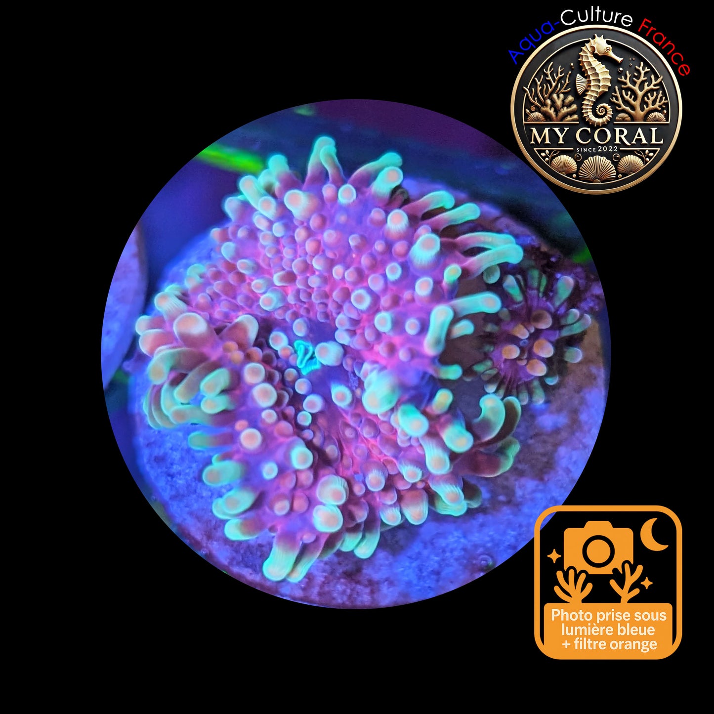 Ricordea Yuma de Culture WYSIWYG-  Yuma JUMBO RED (2 Polypes) RYJR118