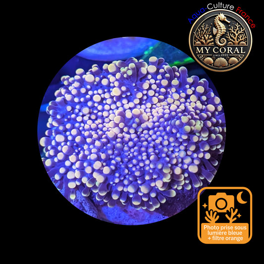 Ricordea Yuma de Culture WYSIWYG-  Yuma JUMBO NIGHTGOLD RYJNG120