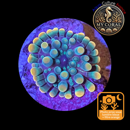 Ricordea Yuma de Culture WYSIWYG-  Yuma JUMBO GREENGOLD RYJGG121