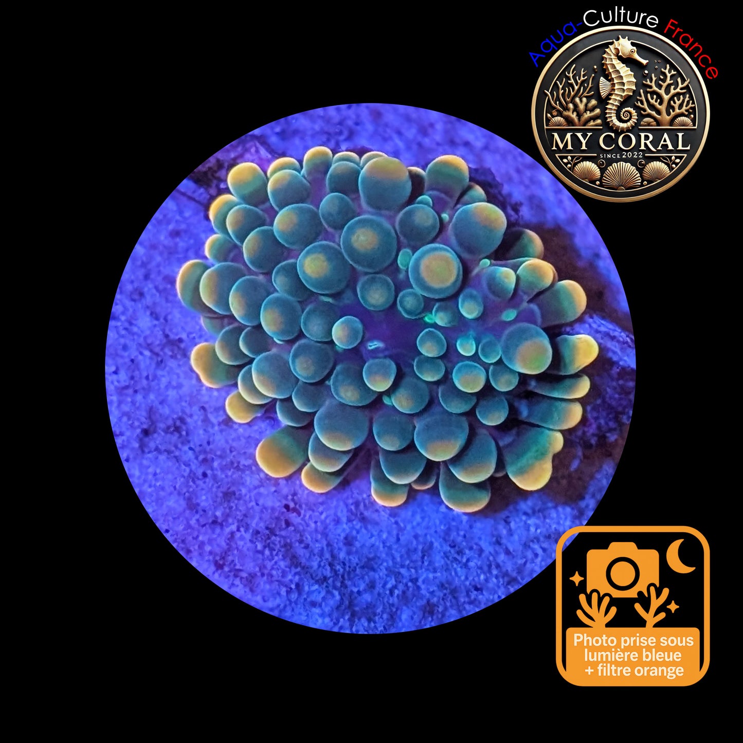 Ricordea Yuma de Culture WYSIWYG-  Yuma JUMBO GREENGOLD RYJGG122