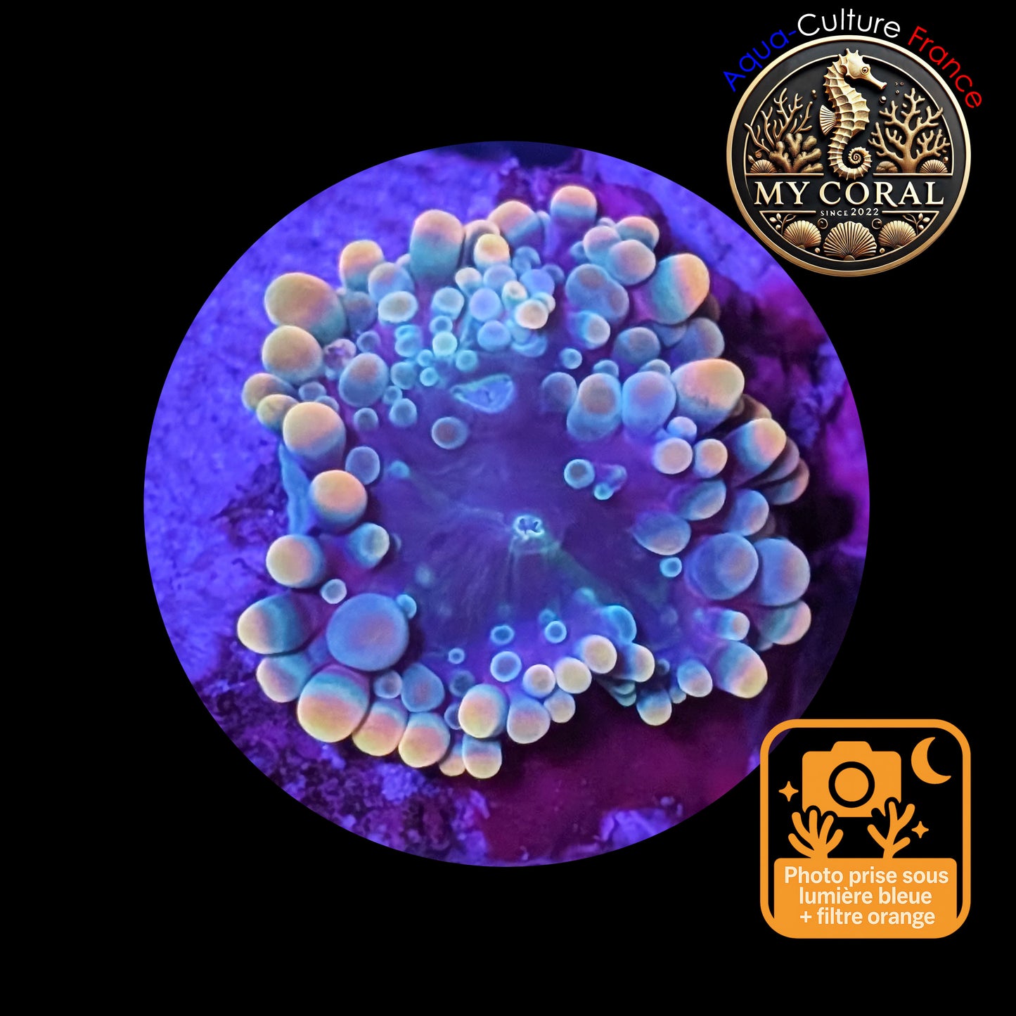 Ricordea Yuma de Culture WYSIWYG-  Yuma JUMBO GREENGOLD RYJGG123