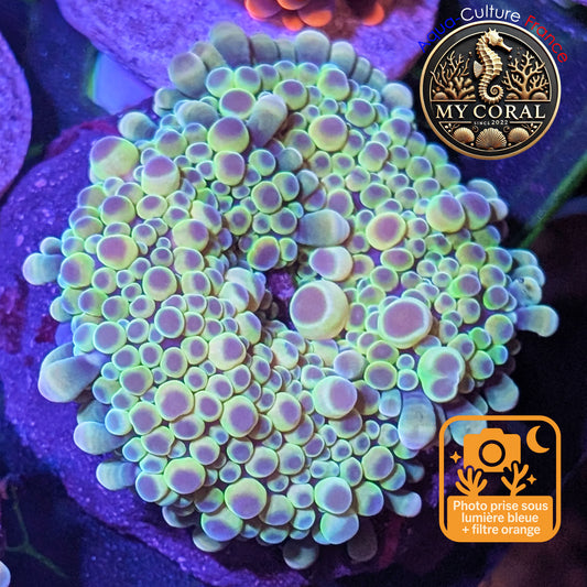 Ricordea Yuma de Culture WYSIWYG-  Yuma JUMBO AVATAR (Rare) RYJA125
