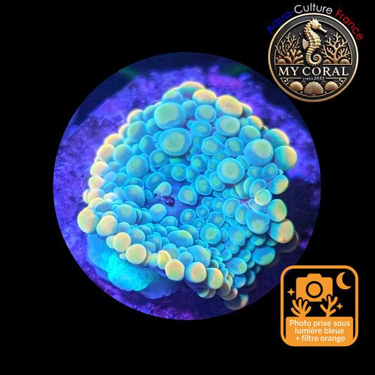 Ricordea Yuma de Culture WYSIWYG-  Yuma JUMBO GREENGOLD RYJGG128