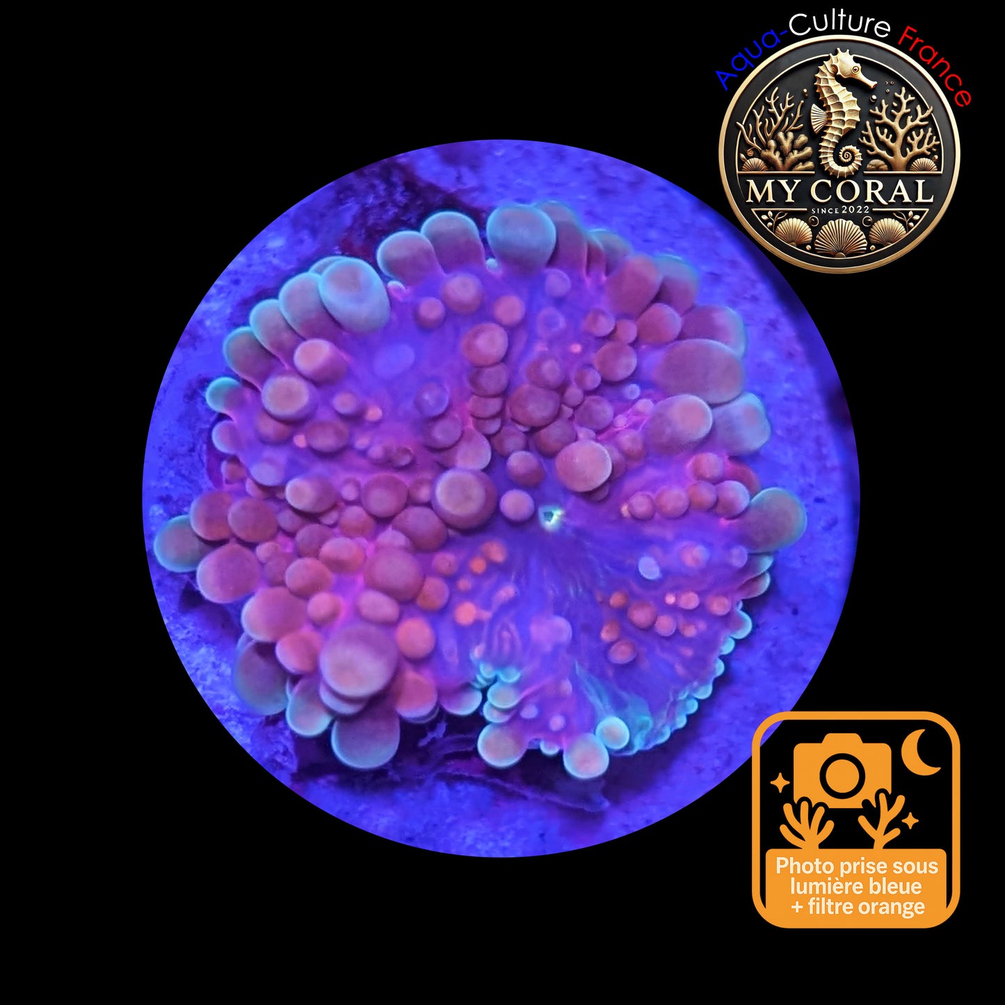 Ricordea Yuma de Culture WYSIWYG-  Yuma JUMBO RED RYJR130