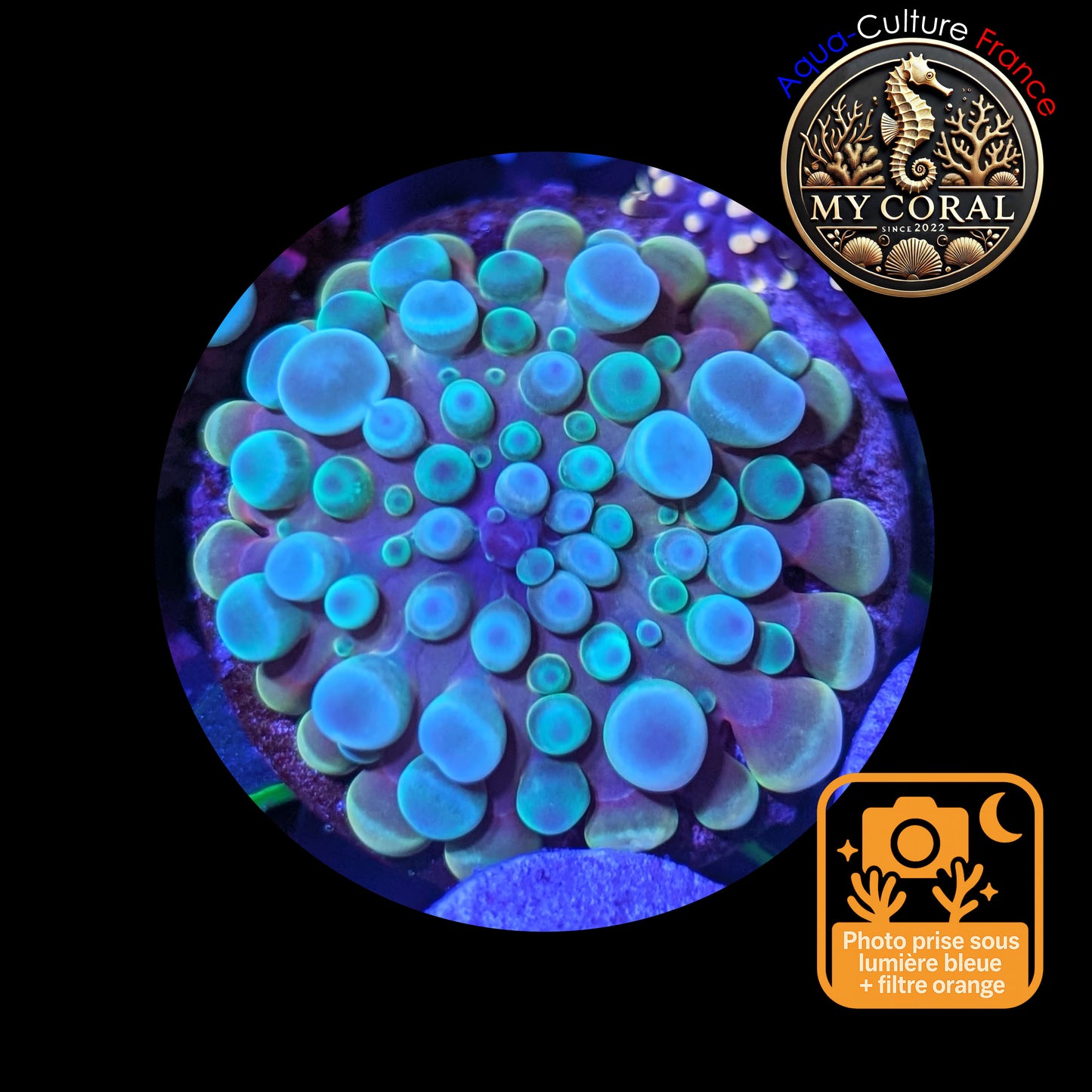 Ricordea Yuma de Culture WYSIWYG-  Yuma JUMBO REDBLUE RYJRR133