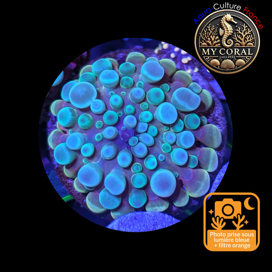 Ricordea Yuma de Culture WYSIWYG-  Yuma JUMBO REDBLUE RYJRR133