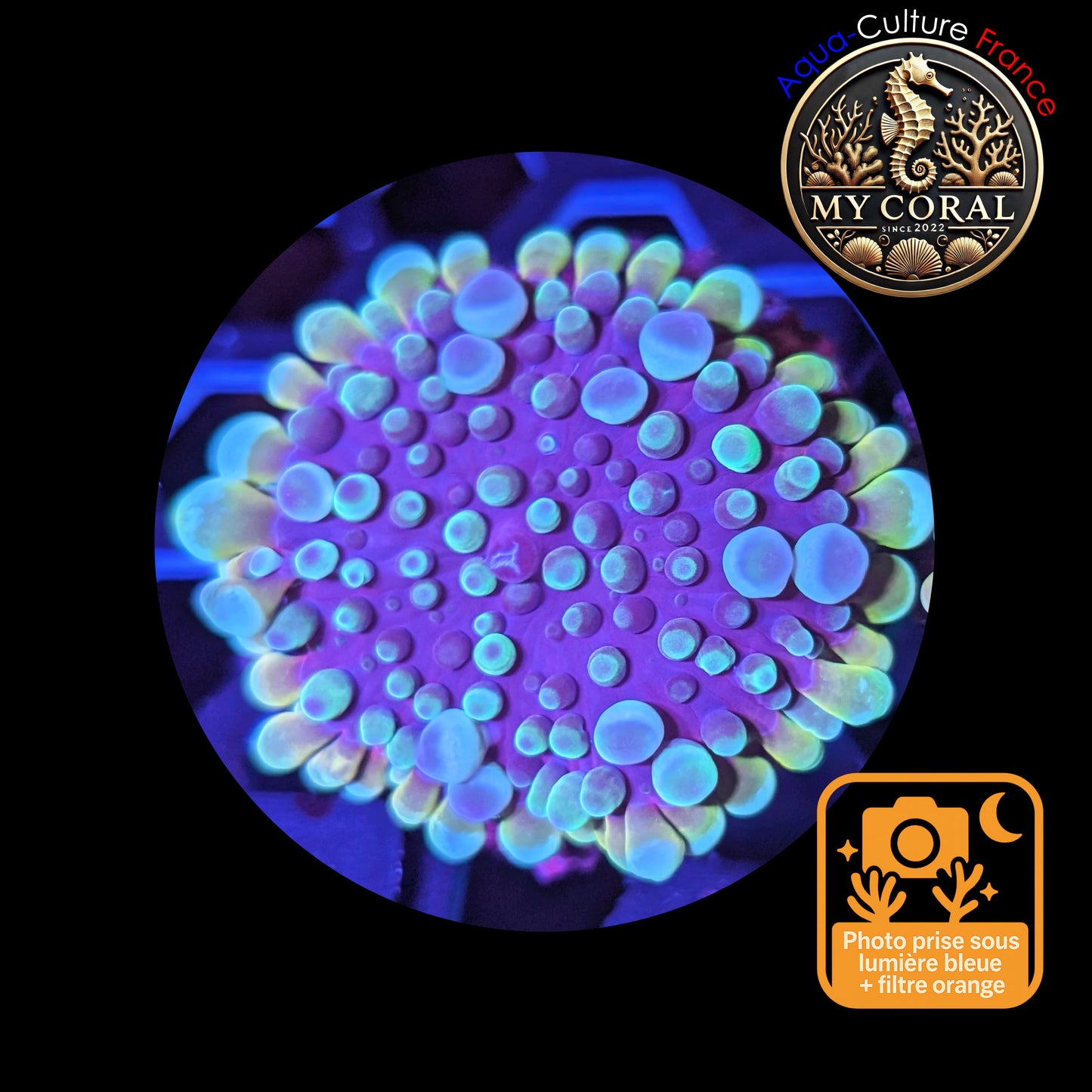 Ricordea Yuma de Culture WYSIWYG-  Yuma JUMBO REDBLUE RYJRR134