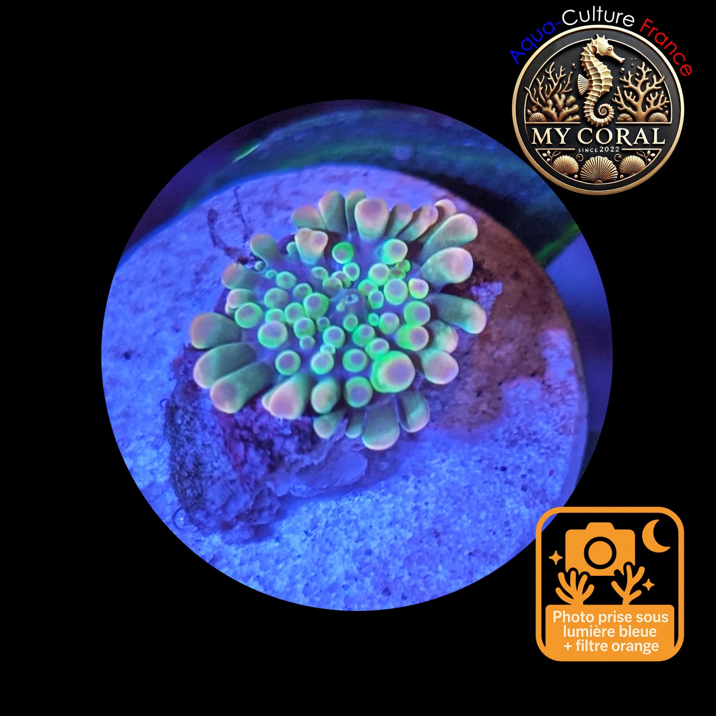 Ricordea Yuma de Culture WYSIWYG-  Yuma JUMBO GREENGOLD RYJGG131