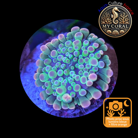 Ricordea Yuma de Culture WYSIWYG-  Yuma JUMBO GREENGOLD RYJGG132