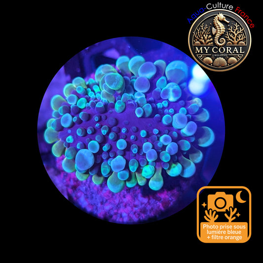 Ricordea Yuma de Culture WYSIWYG-  Yuma JUMBO REDBLUE RYJRR135