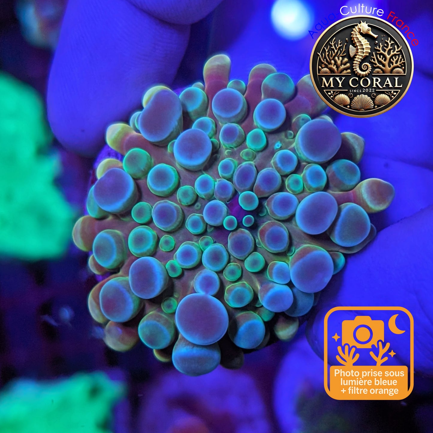 Ricordea Yuma de Culture WYSIWYG-  Yuma JUMBO REDBLUE RYJRR134