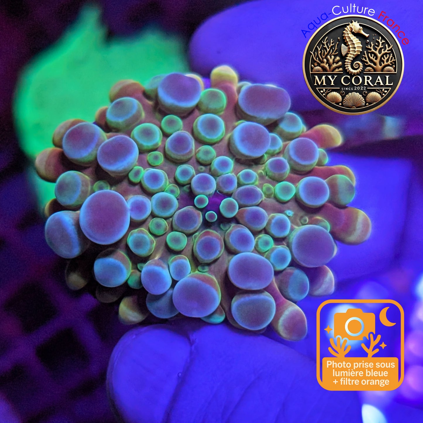 Ricordea Yuma de Culture WYSIWYG-  Yuma JUMBO REDBLUE RYJRR134