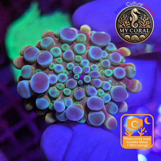 Ricordea Yuma de Culture WYSIWYG-  Yuma JUMBO REDBLUE RYJRR134