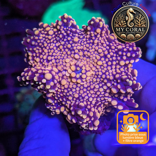 Ricordea Yuma de Culture WYSIWYG-  Yuma JUMBO NIGHTGOLD RYJNG130