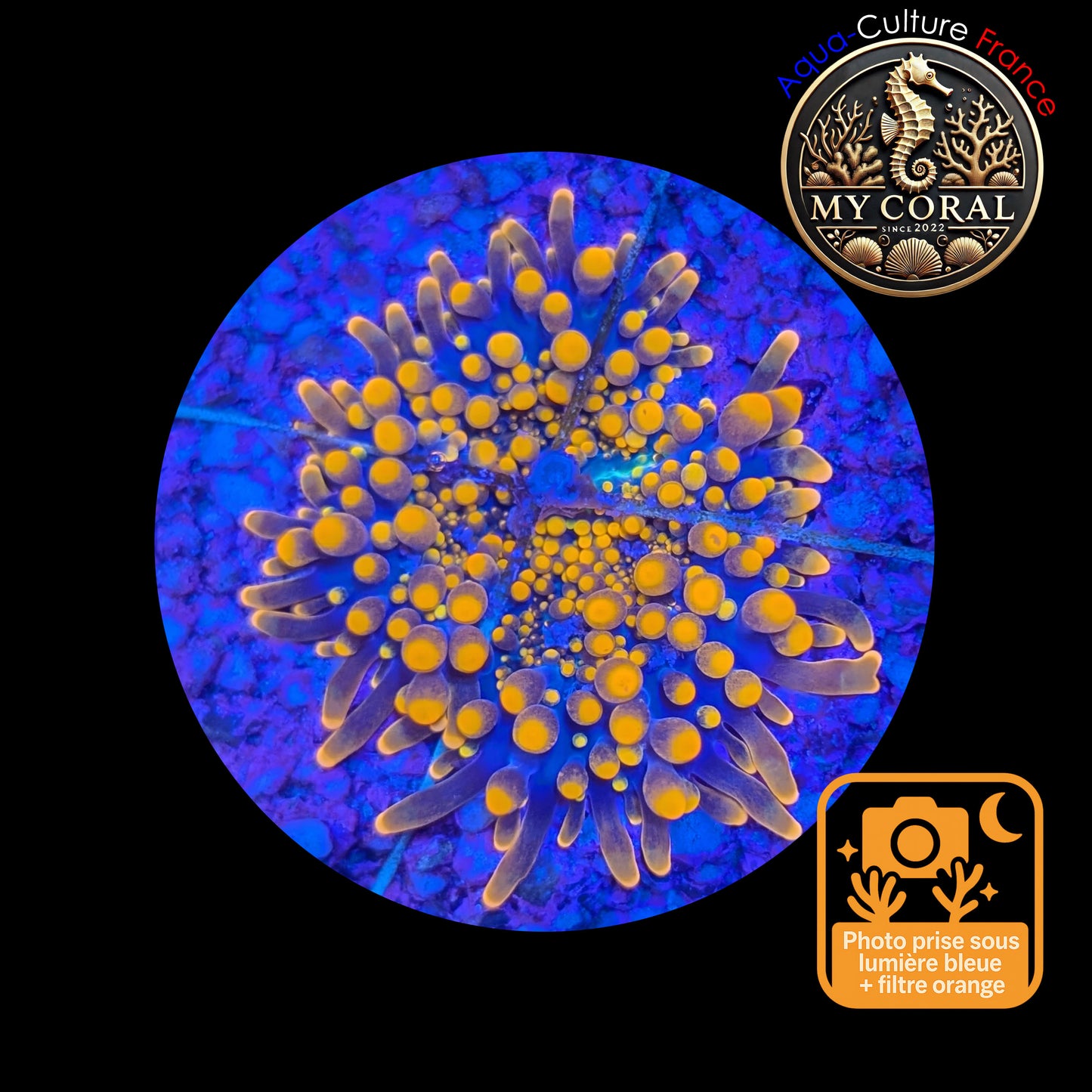 Ricordea Yuma de Culture WYSIWYG-  Yuma Gold RYG107