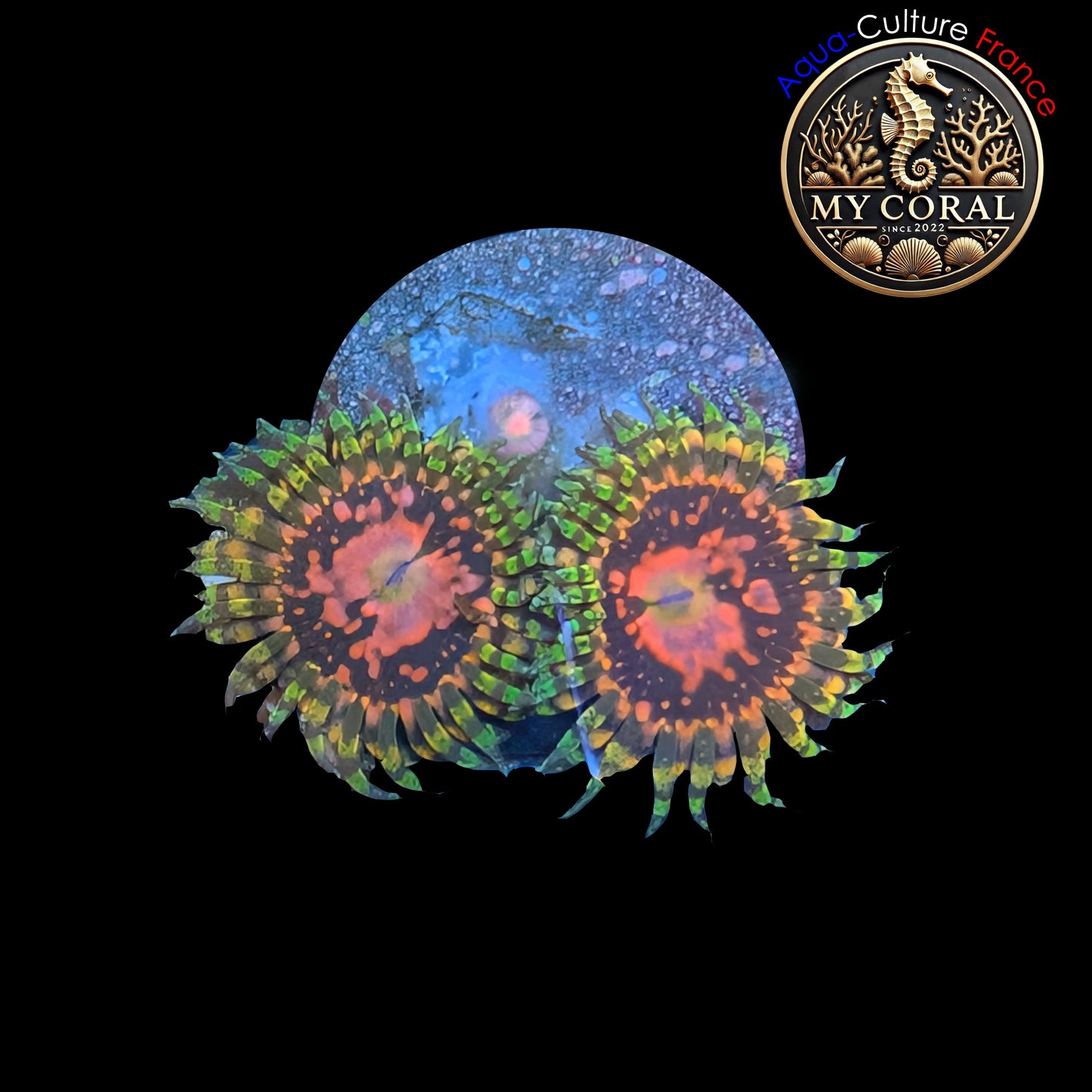 Zoanthus de Culture WYSIWYG - SPACE CHAOS BIGR - ZSC101