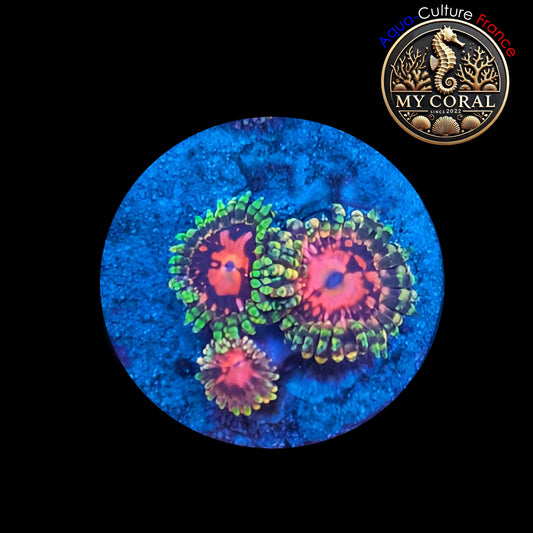 Zoanthus de Culture WYSIWYG - SPACE CHAOS BIGR - ZSC103