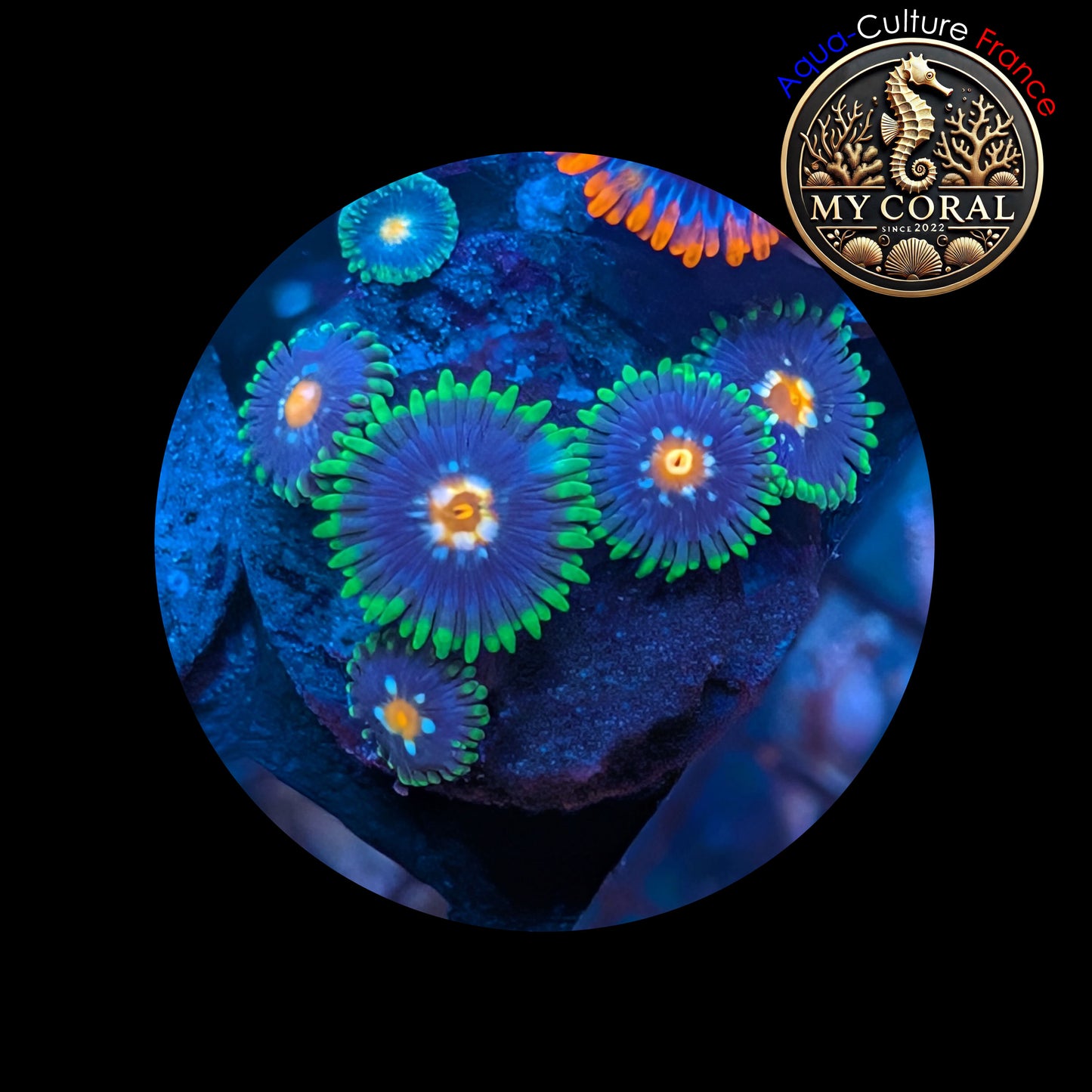 Zoanthus de Culture WYSIWYG - STARGAZER (Jason Fox) - ZST103