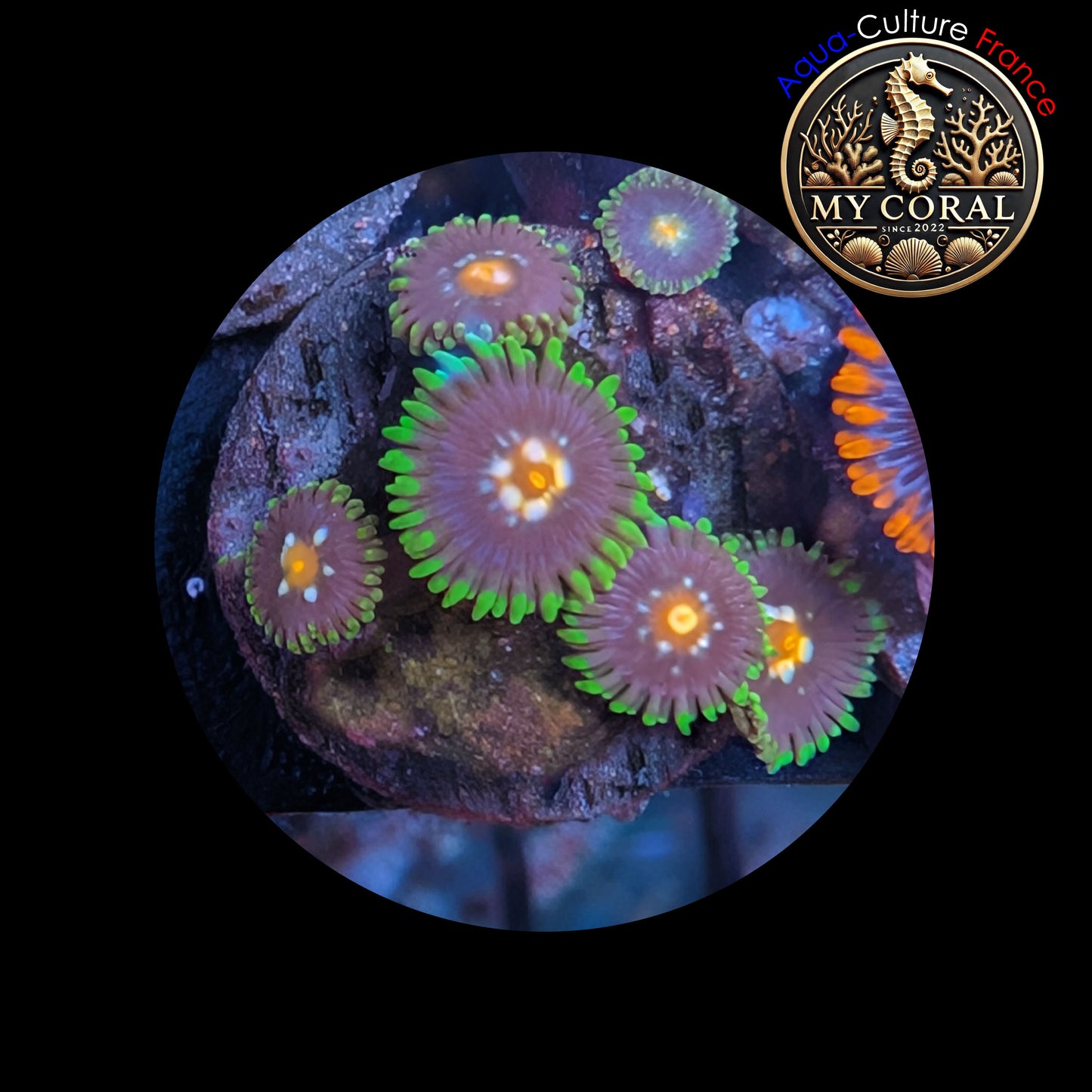 Zoanthus de Culture WYSIWYG - STARGAZER (Jason Fox) - ZST103