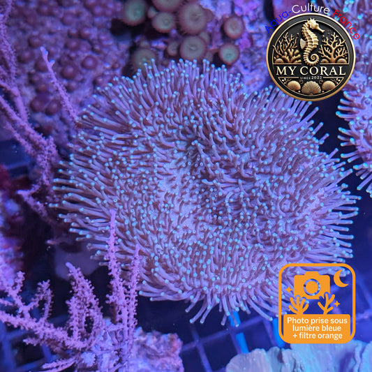 Coraux mous de MariCulture WYSIWYG - Sarcophyton L10 cm SC007