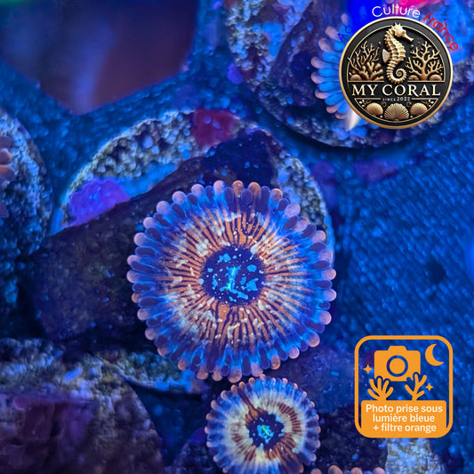 Zoanthus de Culture WYSIWYG - SEDUCTION - ZSD206