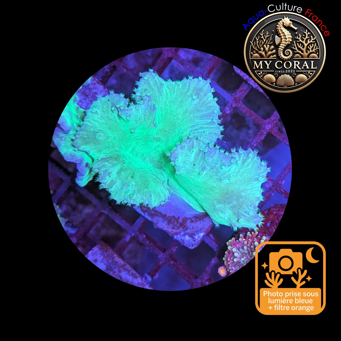 Coraux mous de Culture WYSIWYG - Sinularia Dura Grenn / Blue SDGB002