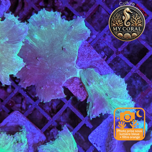 Coraux mous de Culture WYSIWYG - Sinularia Dura Grenn / Blue SDGB003