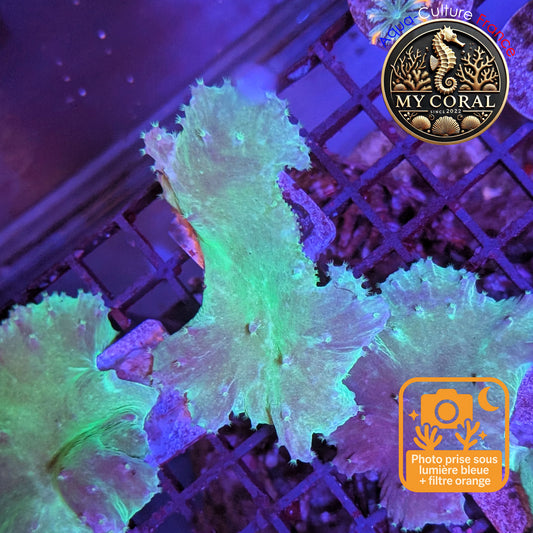 Coraux mous de Culture WYSIWYG - Sinularia Dura Grenn / Blue SDGB004