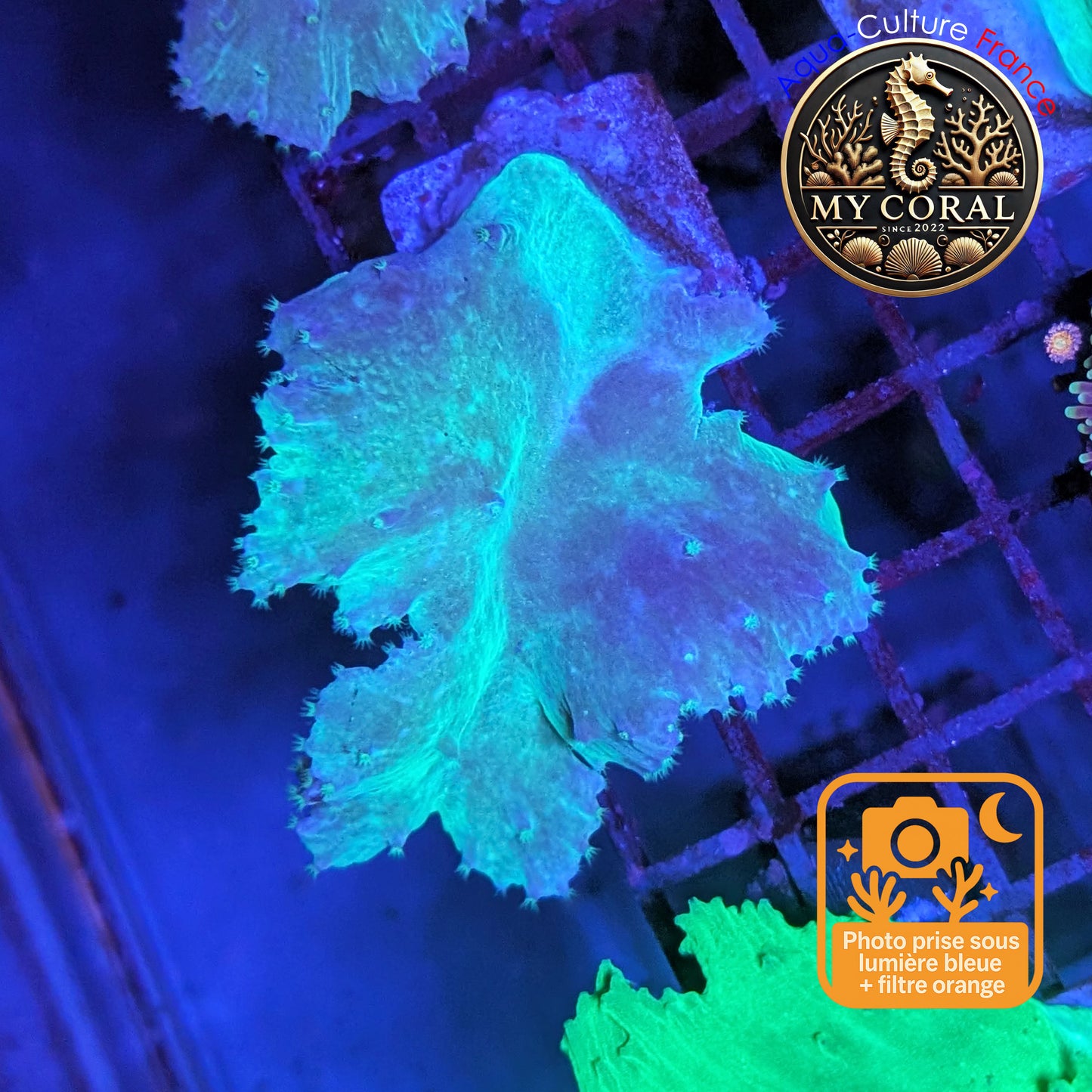Coraux mous de Culture WYSIWYG - Sinularia Dura Grenn / Blue SDGB008